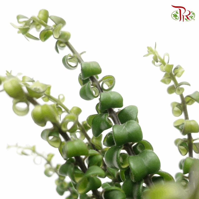 Aeschynanthus Radicans (Lipstick Plant) 《毛萼口红花》