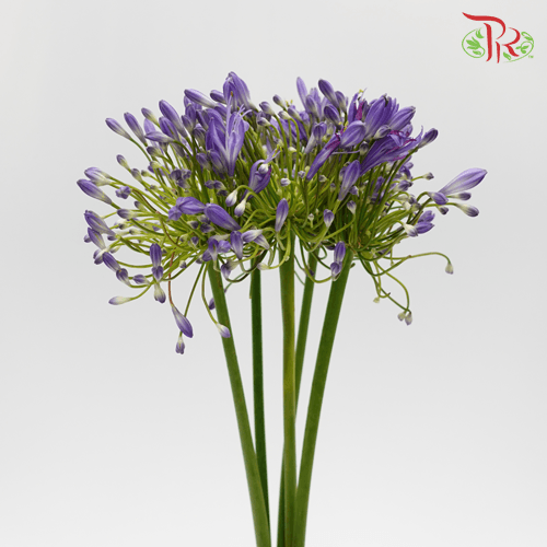 Agapanthus - Purple (10 Stems)-Purple-Kenya-prflorist.com.my