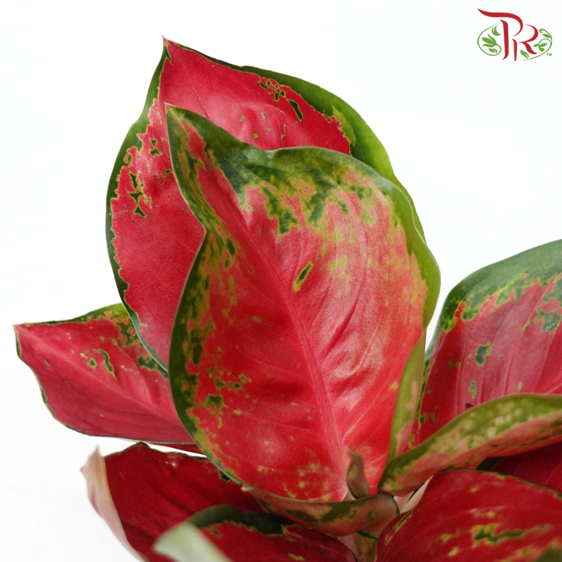 Aglaonema Harmon P105《粗肋草》