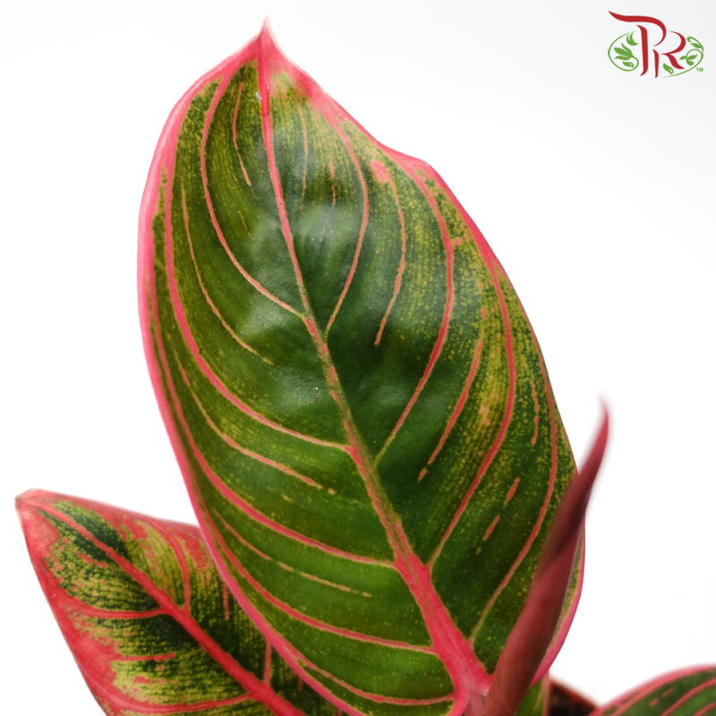 Aglaonema Khanza《粗肋草》-Pudu Ria Florist-prflorist.com.my