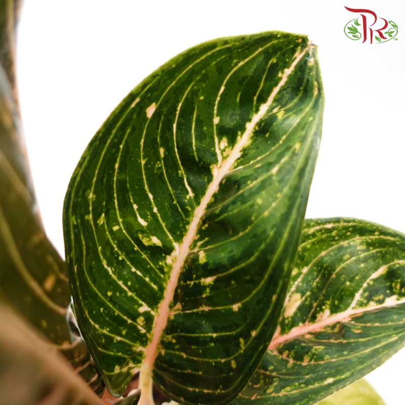 Aglaonema Night Fairy《粗肋草》