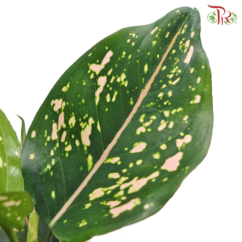 Aglaonema Peachy《粗肋草》