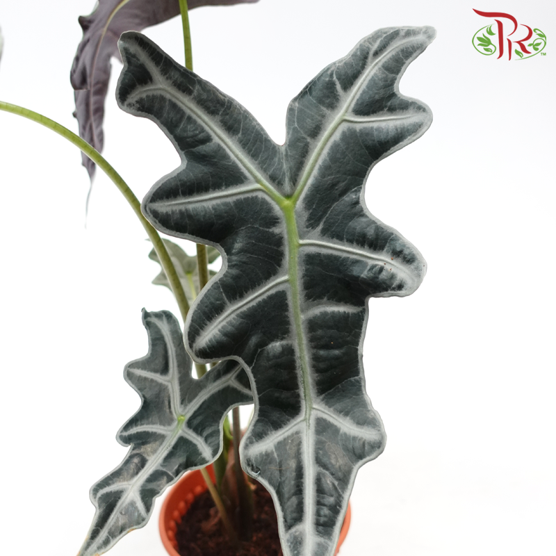 Alocasia Nobilis《诺比观音莲》