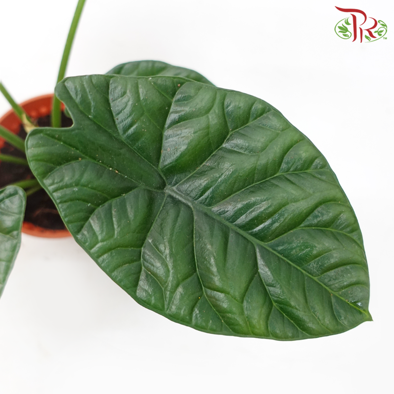 Alocasia Sinuata《魔镜海芋》-Pudu Ria Florist-prflorist.com.my
