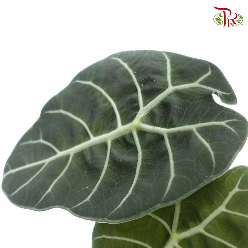 Alocasia Watsoniana Kalimantan《沃森海芋》-Pudu Ria Florist-prflorist.com.my