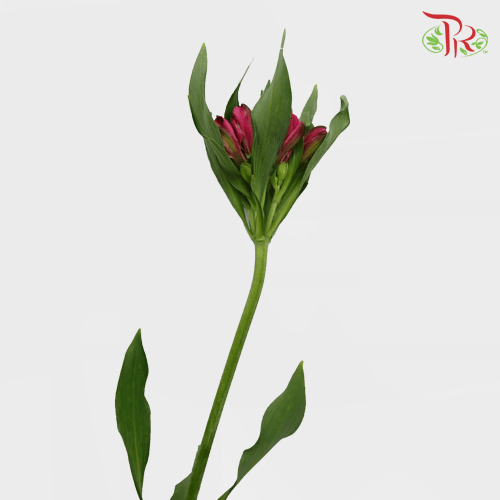 Alstroemeria - Red (10 Stems)-Red-Kenya-prflorist.com.my