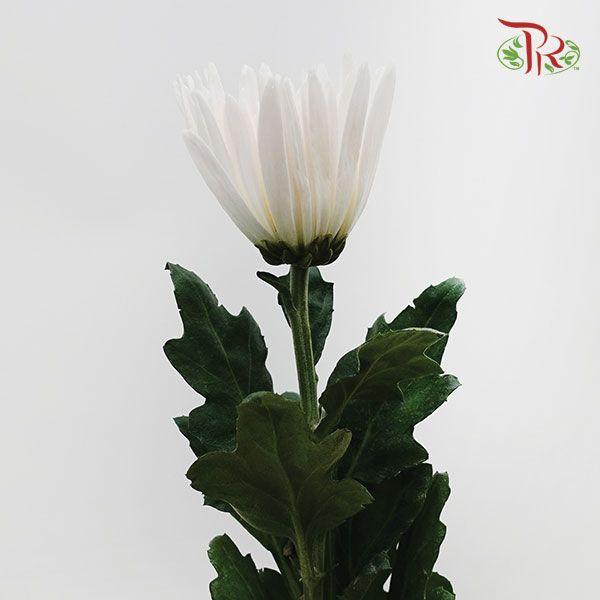 Anastasia / Net Mum Chrysanthemum - White (12 Stems)-White-Malaysia-prflorist.com.my