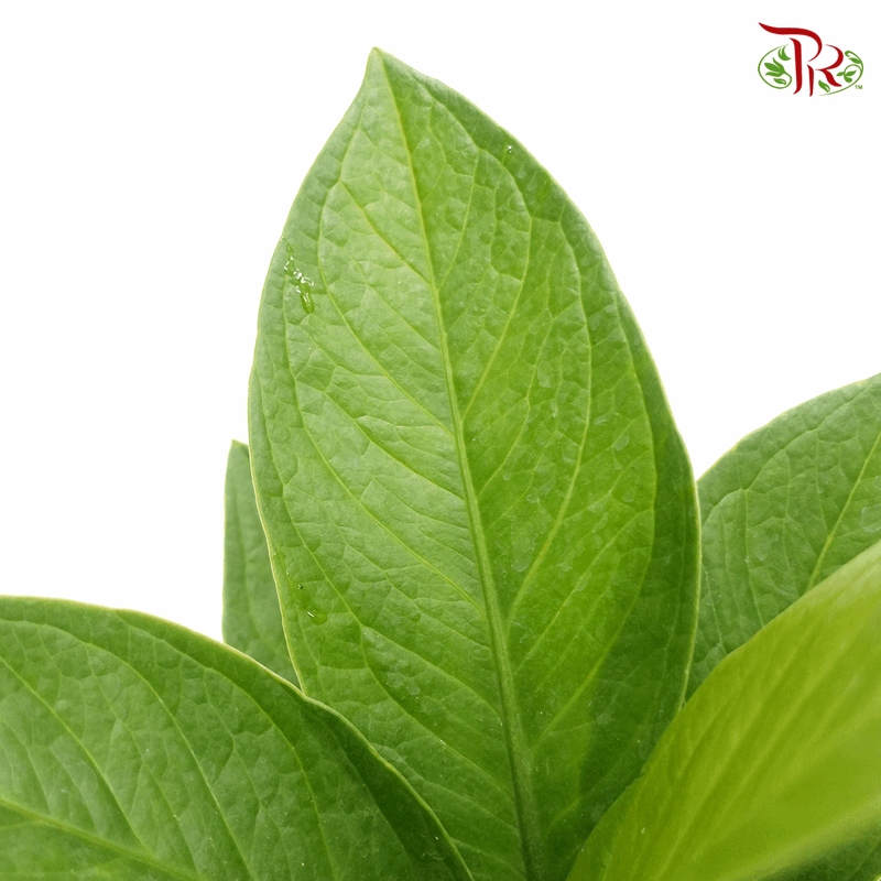 Anthurium Jungle Bush《密林丛花烛》