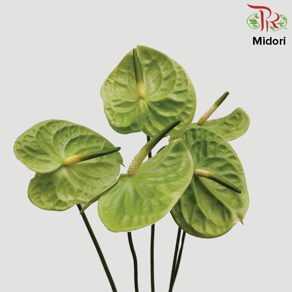 Anthurium Midori - M (Per Stem)