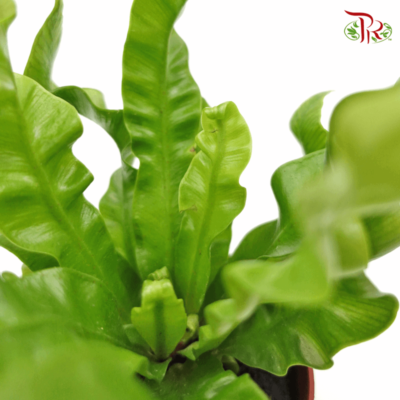 Asplenium Crispy Wave P90《火焰鸟巢》