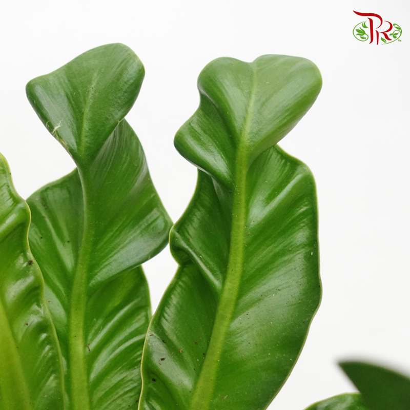 Asplenium Manila 《鸟巢蕨》