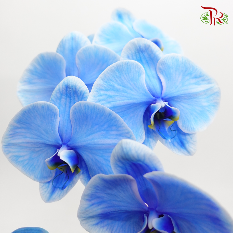 Big Single Stem Phalaenopsis Orchid - Blue + Lavender (Dyed Blue + Purple ) (Without Vase)-Vietnam-prflorist.com.my