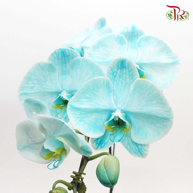 Big Single Stem Phalaenopsis Orchid - Dyed Green (Without Vase)-Vietnam-prflorist.com.my
