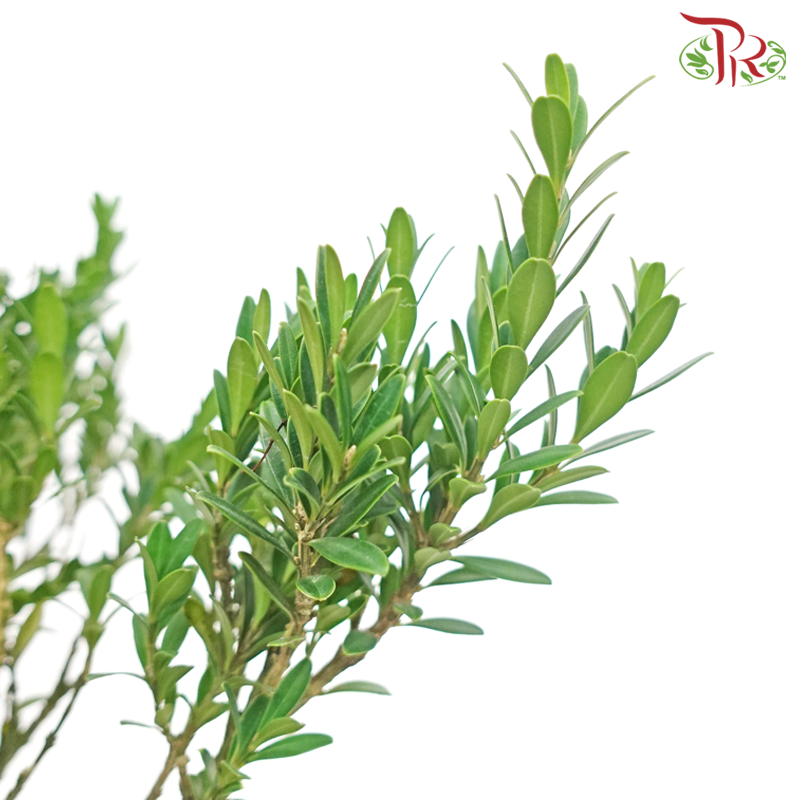 Buxus Bonsai《黄杨》-Pudu Ria Florist-prflorist.com.my