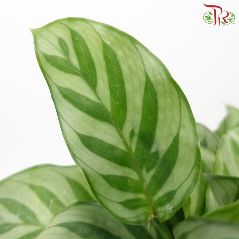 Calathea Freddy《翠叶竹芋》