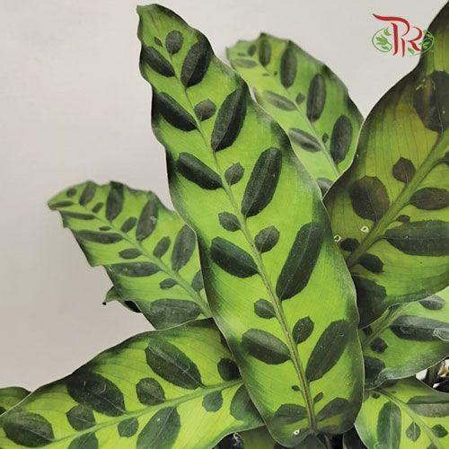 Calathea Lancifolia《箭羽竹芋》-Pudu Ria Florist-prflorist.com.my