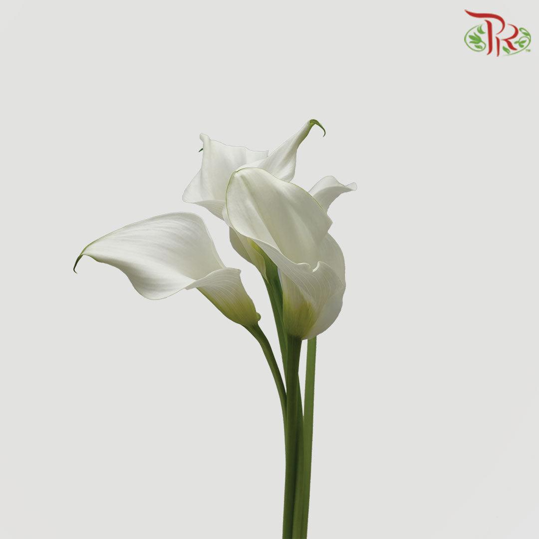 Calla Lily - White (5 Stems)-White-China-prflorist.com.my