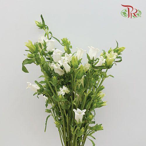 Campanula - White (Per Bunch)-White-China-prflorist.com.my
