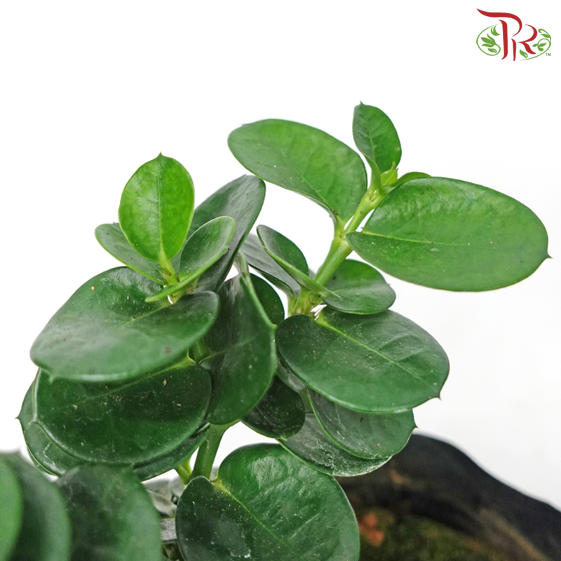 Carissa Macrocarpa《大花假虎刺》-Pudu Ria Florist-prflorist.com.my