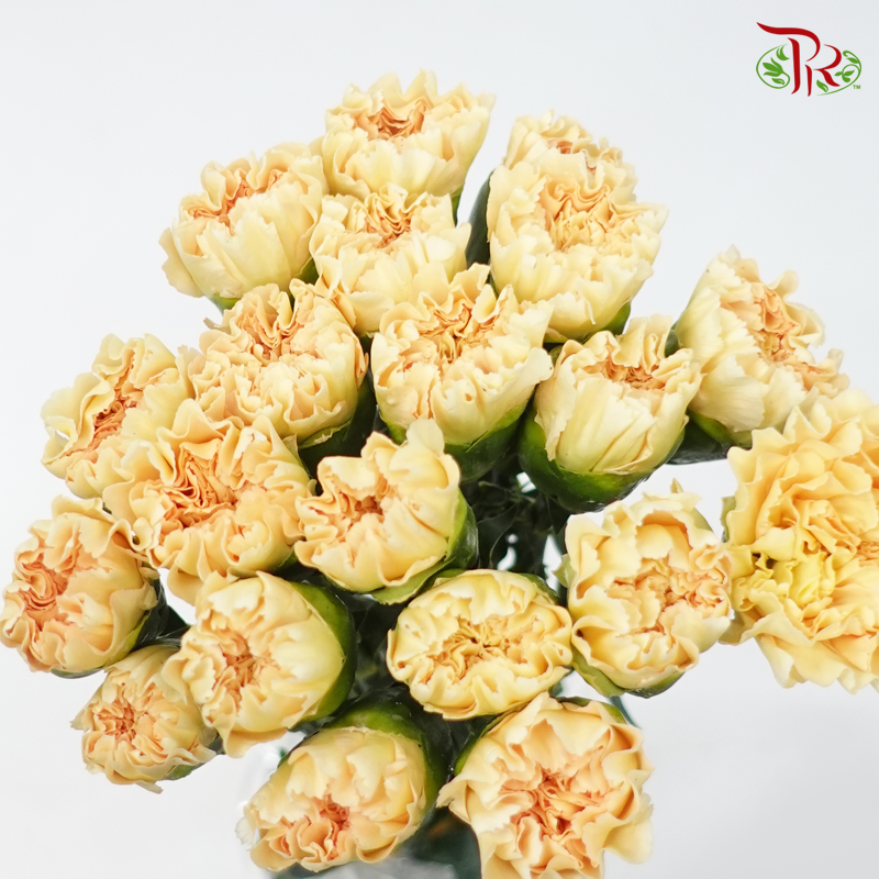 Carnation Colour -Champagne Yellow (18-20 Stems)-Yellow-China-prflorist.com.my