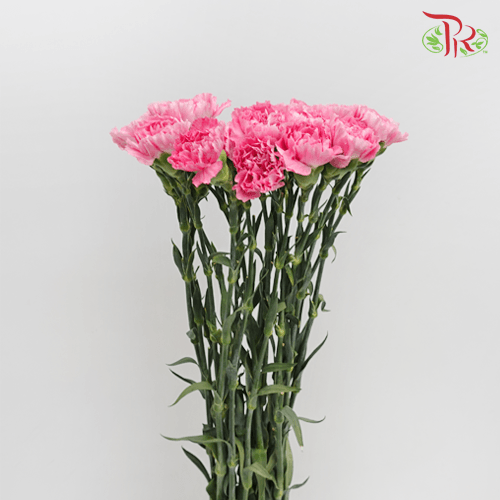 Carnation - Dark Cherry Pink (18-20 Stems)-Dark Cherry Pink-China-prflorist.com.my