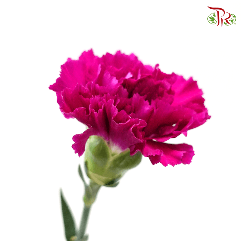 Carnation - Dark Purple ( 18-20 Stems )-Purple-China-prflorist.com.my