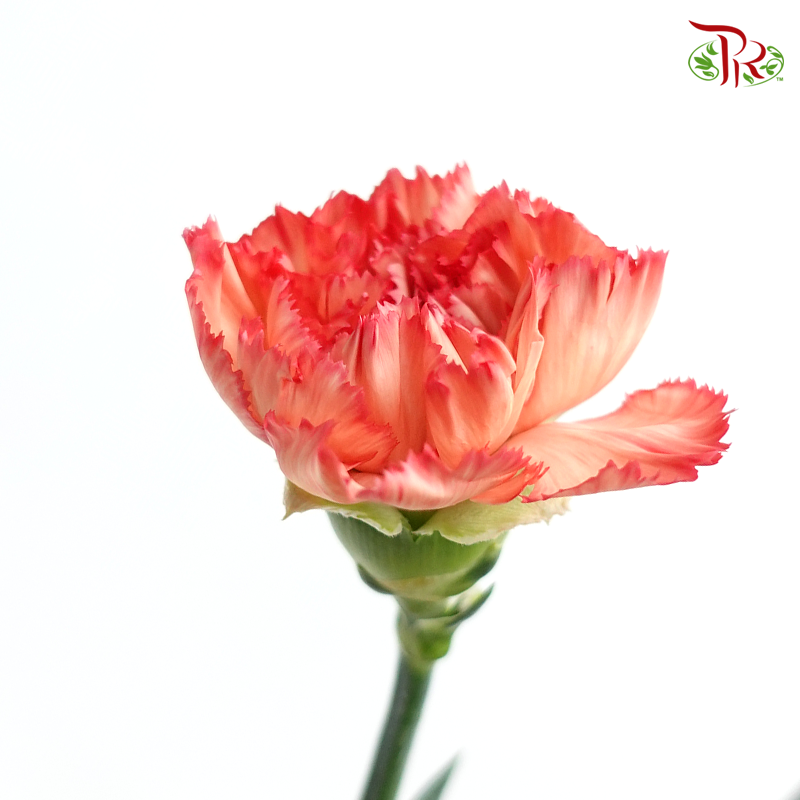 Carnation - Diva (18-20 Stems)-Orange-China-prflorist.com.my