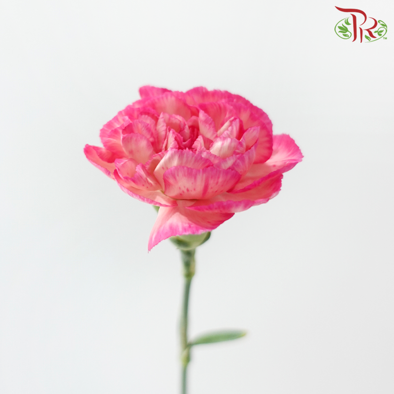 Carnation Special Colour - Juicy Peach (18-20 Stems)-Pink-China-prflorist.com.my