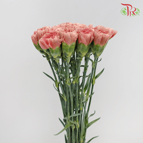 Carnation Special Colour - St The Love Of Cuba (18-20 Stems)-China-prflorist.com.my