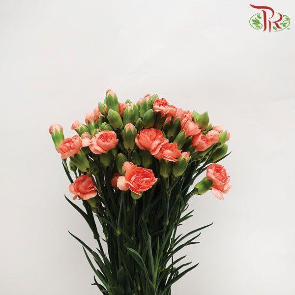 Carnation Spray - Champagne (19-20 Stems)-Champagne-China-prflorist.com.my