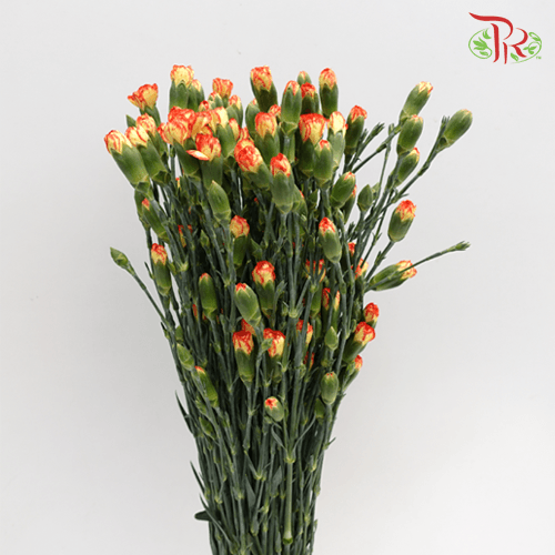 Carnation Spray - Orange With Yellow (19-20 Stems)-Orange-China-prflorist.com.my