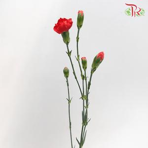 Carnation Spray - Red (19-20 Stems)-Red-China-prflorist.com.my