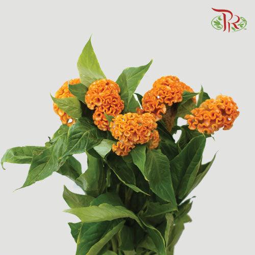 Celosia Cristata - Orange (5 Stems)-Orange-Import-prflorist.com.my