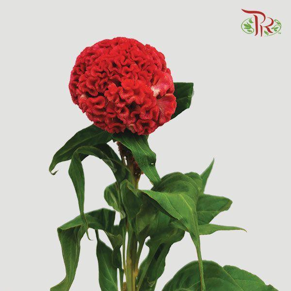 Celosia Round - Red (Per Stem)-Red-Malaysia-prflorist.com.my