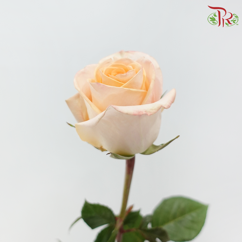 Ceres Rose - Tiffany (10 Stems)-Champagne / Peach-Ecd-prflorist.com.my