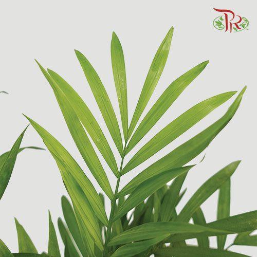 Chamaedorea Elegans 《袖珍椰》