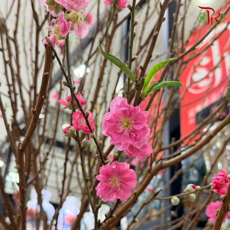 Cherry Blossom - (S & M & L & XL & Jumbo)