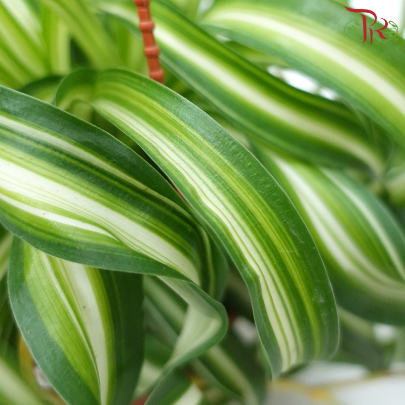 Chlorophytum Curly (Spider Plant Curly)《吊兰》