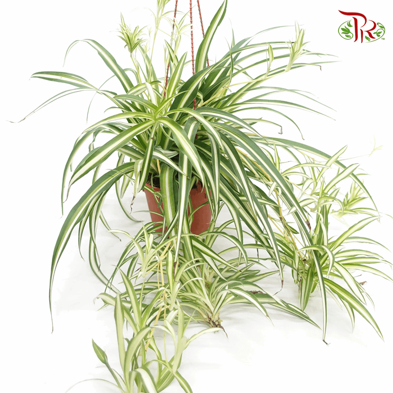 spider plant 中文 Chlorophytum (Spider Plant Flat Leaves) P150《吊兰》 – Pudu Ria Florist