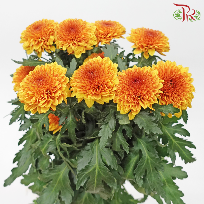 Chrysanthemum Ping Pong Disbud - Gold (12 Stems)-Brown-Malaysia-prflorist.com.my