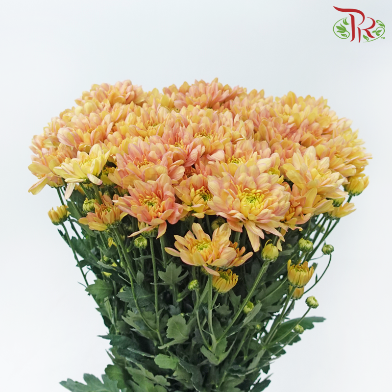 Chrysanthemum Pompom - Baltica Salmon (12 Stems)-Salmon-Malaysia-prflorist.com.my