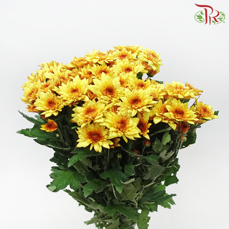 Chrysanthemum Pompom - Double Tone Yellow Brown (12 Stems)-Double Tone Yellow Brown-Malaysia-prflorist.com.my