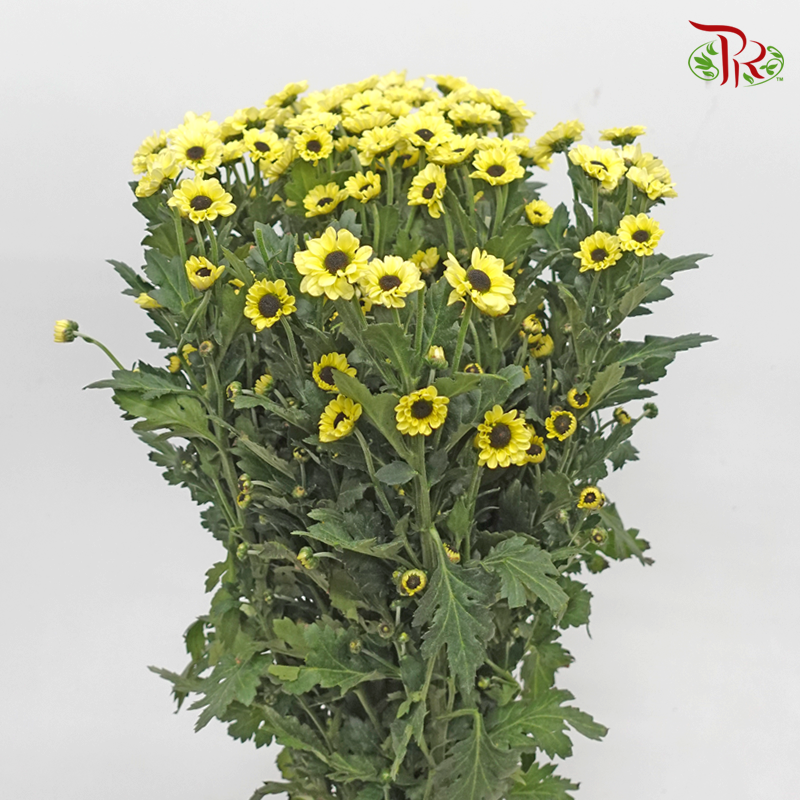 Chrysanthemum Pompom - Santini Yellow (12 Stems)-Yellow-Malaysia-prflorist.com.my