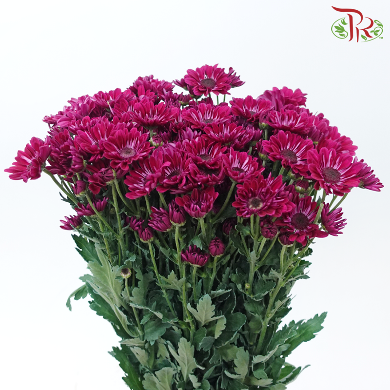 Chrysanthemum Pompom Stresa - Purple (12 Stems)-Purple-Malaysia-prflorist.com.my