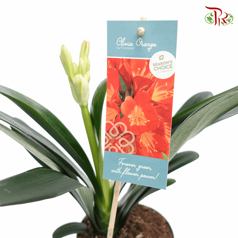 Clivia Miniata 《君子兰》- Without Bloooms-Pudu Ria Florist-prflorist.com.my