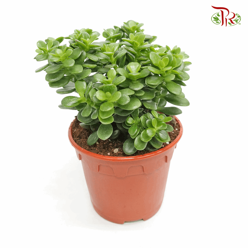 jade plant in chinese name Crassula Ovata (Jade Plant)