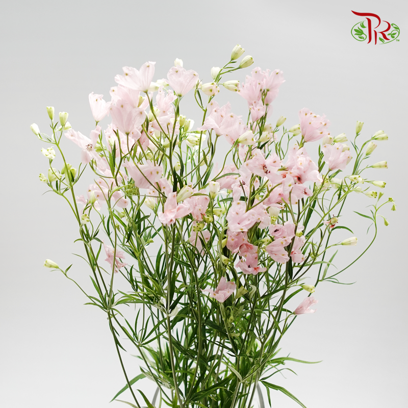 Delphinium Grandiflorum - Super Happy Pink (2 Stems)-Pink-Japan-prflorist.com.my