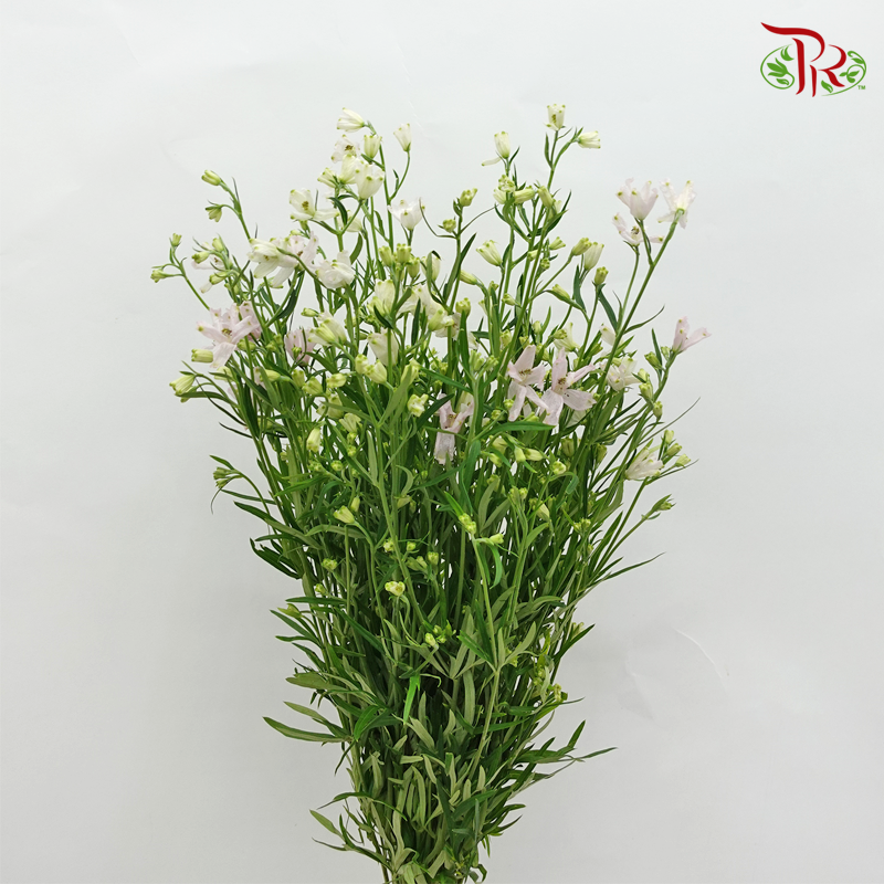 Delphinium Mini - Light Pink (Per Bunch)-Pink-China-prflorist.com.my