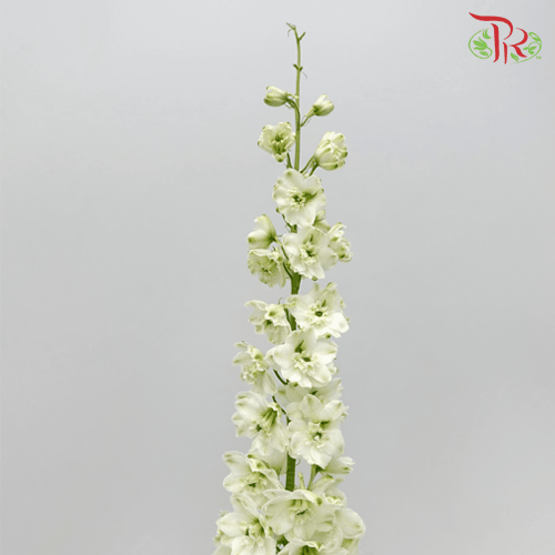 Delphinium - White ( 70cm -90cm)(5 Stems)-White-Kenya-prflorist.com.my