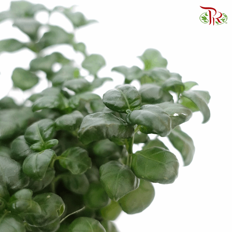 Dipteracanthus Elastica《黑美人》